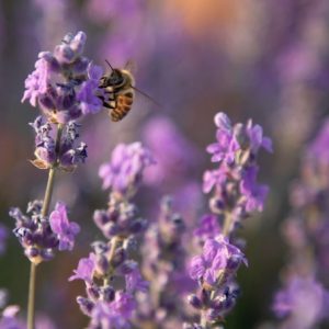 鯨魚樹 保加利亞真正薰衣草單方精油 Bulgarian Lavender Lavandula angustifolia 蒸餾萃取 花朵來源 來自保加利亞山區