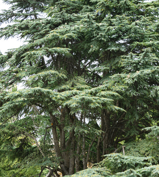 鯨魚樹 有機大西洋雪松單方精油 Organic Cedarwood Cedrus atlantica 蒸餾萃取 木質來源