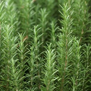 鯨魚樹 桉油醇迷迭香單方精油 Rosemary Rosmarinus officinalis CT Cineole 蒸餾萃取 莖葉與花來源