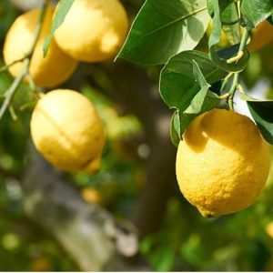 鯨魚樹 單方檸檬精油 Lemon Citrus limon (L.) Burm. f. 冷壓萃取 果皮來源 來自義大利