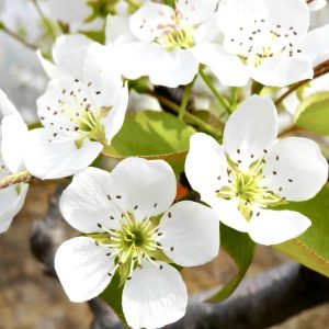水梨花蕾複方精油 細膩花香融合清甜果香的淡雅香氣