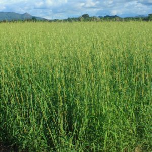 鯨魚樹 單方玫瑰草精油 Palmarosa Cymbopogon martini Stapf var. motia 蒸餾萃取 葉片來源 來自印度