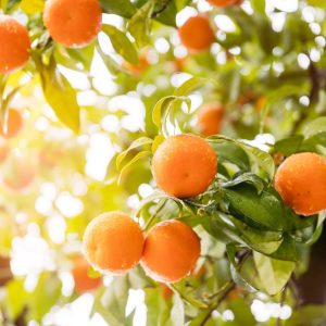 鯨魚樹 單方甜橙精油 Sweet Orange Citrus sinensis (L.) Osbeck 冷壓萃取 果皮來源 來自義大利