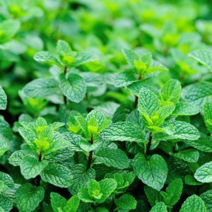 鯨魚樹 單方胡椒薄荷精油 Peppermint Mentha piperita 蒸餾萃取 植株來源 來自印度