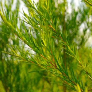 鯨魚樹 單方茶樹精油 Tea Tree Melaleuca alternifolia 蒸餾萃取 枝與葉來源 來自澳洲