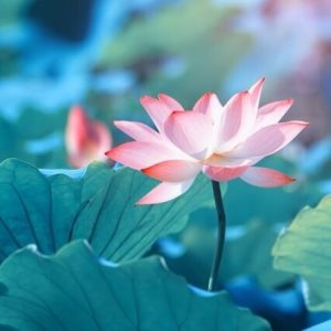 水生花香調複方精油，適合冥想、閱讀與夜間放鬆