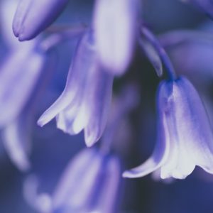 清新花果香調複方精油，營造晨間與提振空間氛圍