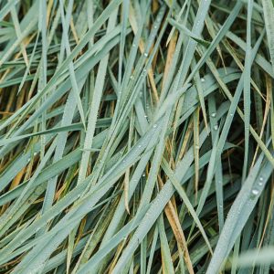 草本木質調複方精油，適合日常舒壓與專注空間使用