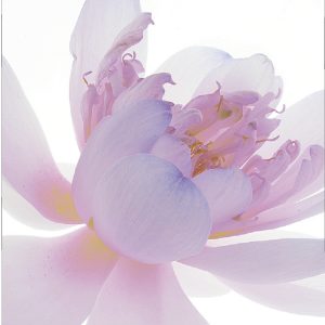 天使花水氧精油