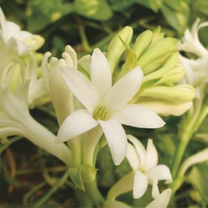 果花香調複方精油，營造溫柔舒心的居家氛圍