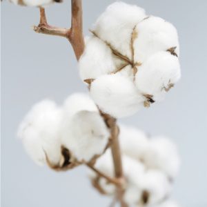 白麝香水氧精油