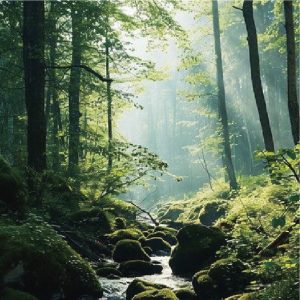 森林木質調複方精油，展現厚實有生命力的自然香氣