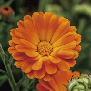 花草木質調複方精油，帶來清爽又溫潤的居家香氛