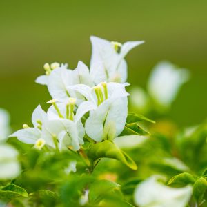 忍冬茉莉複方精油 晨起放鬆與夜晚靜心使用的空間擴香情境