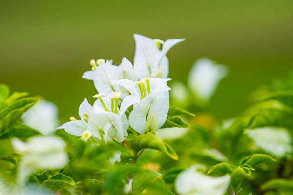 忍冬茉莉圖例 忍冬茉莉複方精油 晨起放鬆與夜晚靜心使用的空間擴香情境