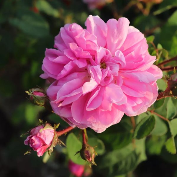 VELVET ROSE 摩洛哥玫瑰複方精油 玫瑰 紫羅蘭 茉莉 琥珀 雪松