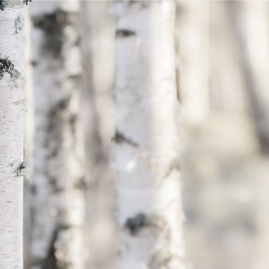 白樺木薰衣草複方精油 薰衣草草本花香融合木質與煙燻尾韻