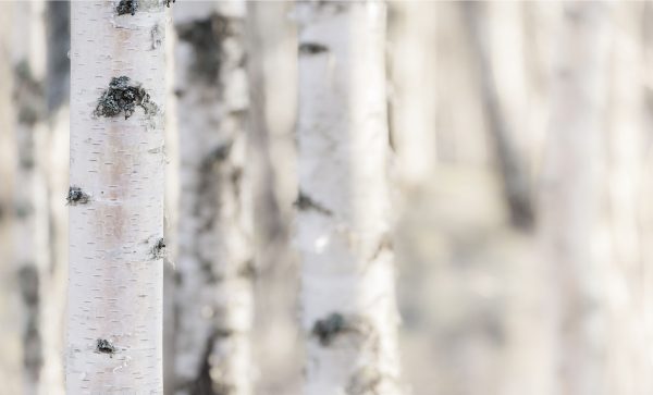 白樺木薰衣草複方精油 薰衣草草本花香融合木質與煙燻尾韻