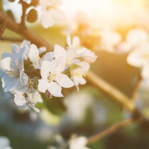 清晨果香木質調複方精油，適合瑜珈冥想與慢呼吸時刻