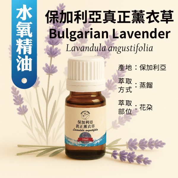 單方水氧精油-保加利亞真正薰衣草 鯨魚樹 保加利亞真正薰衣草單方精油 Bulgarian Lavender Lavandula angustifolia 蒸餾萃取 花朵來源 來自保加利亞山區