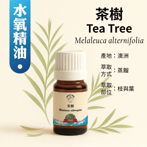 鯨魚樹 單方茶樹精油 Tea Tree Melaleuca alternifolia 蒸餾萃取 枝與葉來源 來自澳洲