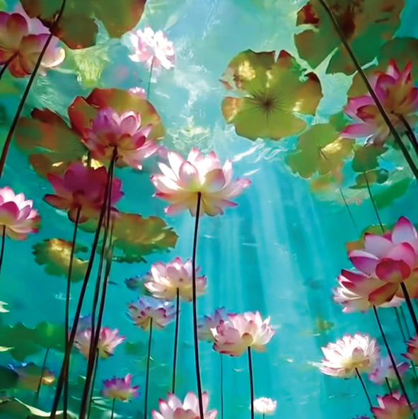 Fiji Water Lotus 斐濟水蓮花複方精油 風信子 水蓮花 玫瑰 琥珀