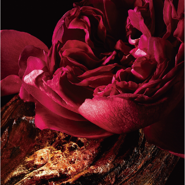 玫瑰麝香複方精油