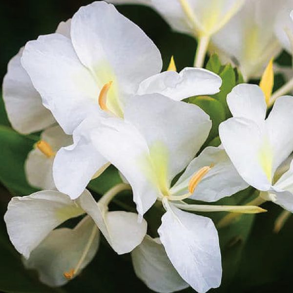 野薑花水氧複方精油