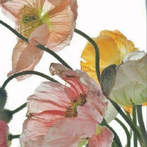 鯨魚樹招財複方精油圖例