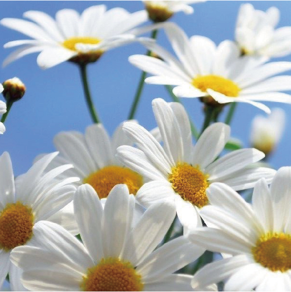 鯨魚樹洋甘菊複方精油圖例