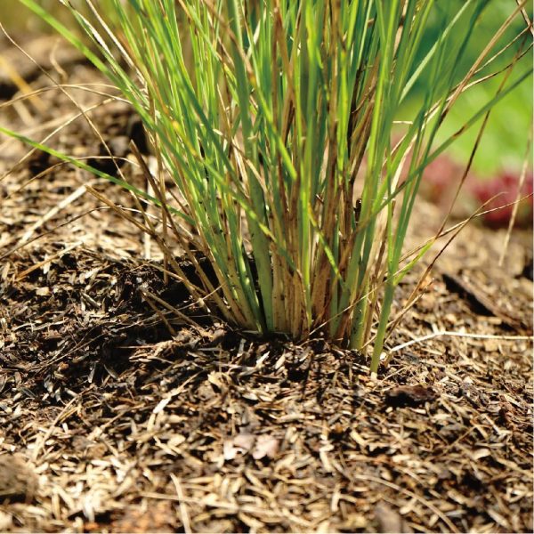 印尼岩蘭草精油