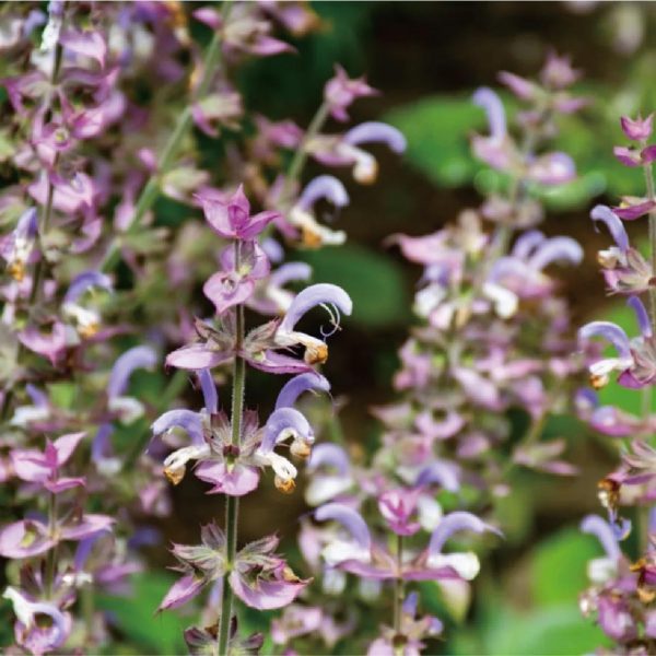 快樂鼠尾草 快樂鼠尾草精油