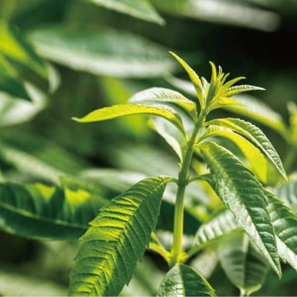 普羅旺斯馬鞭草複方水氧精油