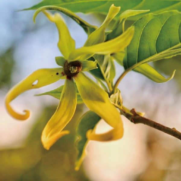 有機完全依蘭精油