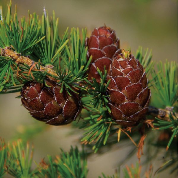 西伯利亞冷杉水氧精油