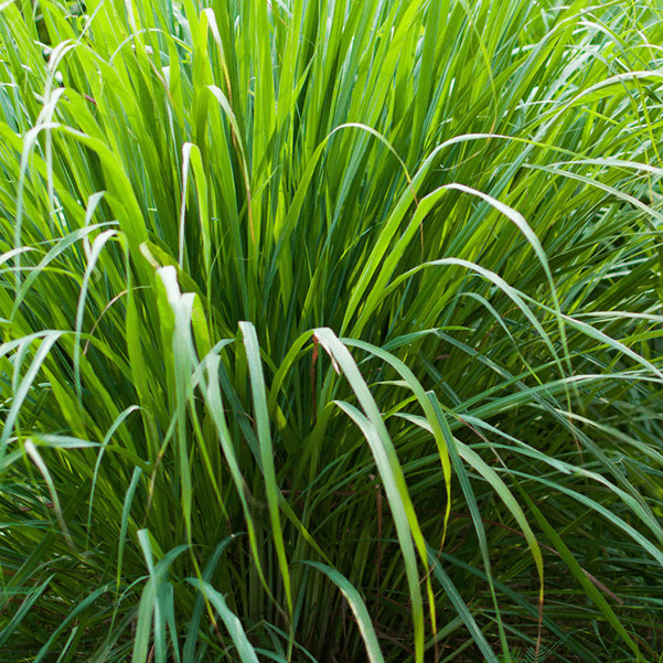 香茅精油